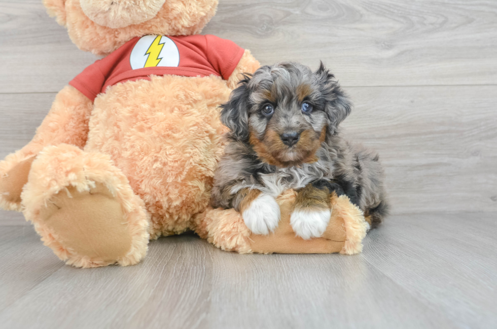 5 week old Mini Aussiedoodle Puppy For Sale - Simply Southern Pups