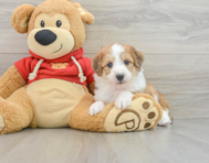 7 week old Mini Aussiedoodle Puppy For Sale - Simply Southern Pups