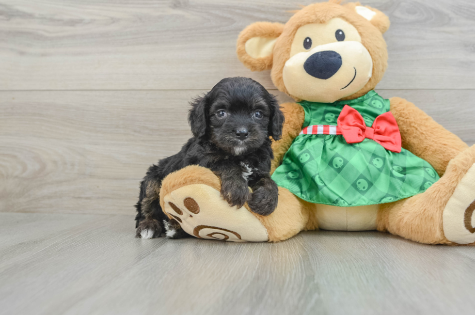 6 week old Mini Aussiedoodle Puppy For Sale - Simply Southern Pups