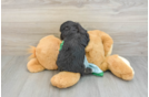 Mini Aussiedoodle Puppy for Adoption