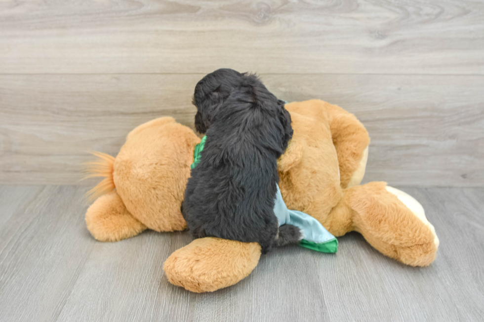 Mini Aussiedoodle Puppy for Adoption