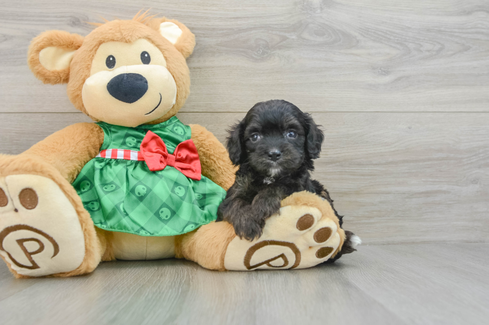 Smart Mini Aussiedoodle Poodle Mix Pup