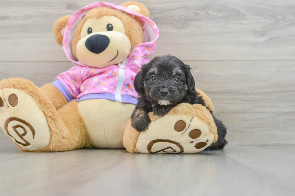 7 week old Mini Aussiedoodle Puppy For Sale - Simply Southern Pups