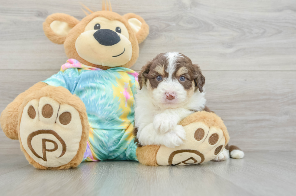 5 week old Mini Aussiedoodle Puppy For Sale - Simply Southern Pups