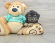 7 week old Mini Aussiedoodle Puppy For Sale - Simply Southern Pups