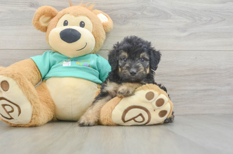 5 week old Mini Aussiedoodle Puppy For Sale - Simply Southern Pups