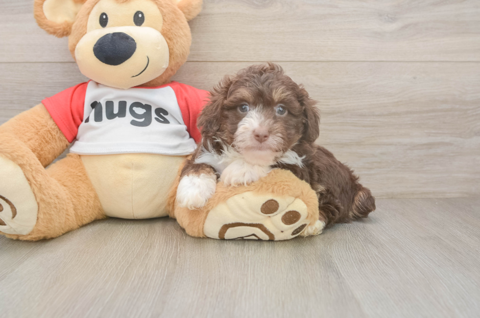 6 week old Mini Aussiedoodle Puppy For Sale - Simply Southern Pups