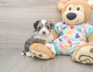 8 week old Mini Aussiedoodle Puppy For Sale - Simply Southern Pups