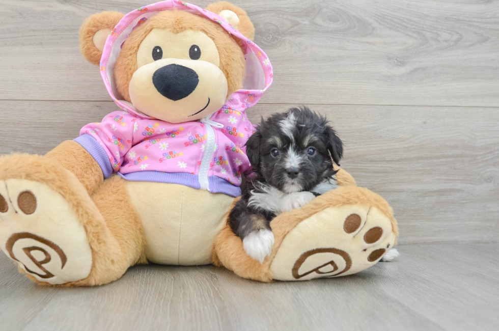 7 week old Mini Aussiedoodle Puppy For Sale - Simply Southern Pups