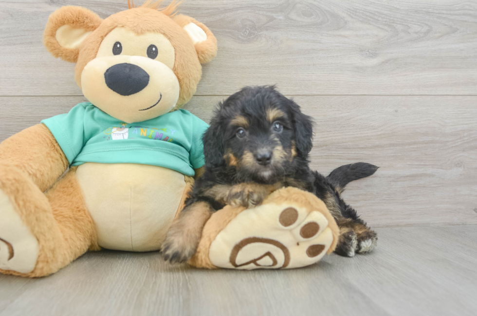 5 week old Mini Aussiedoodle Puppy For Sale - Simply Southern Pups
