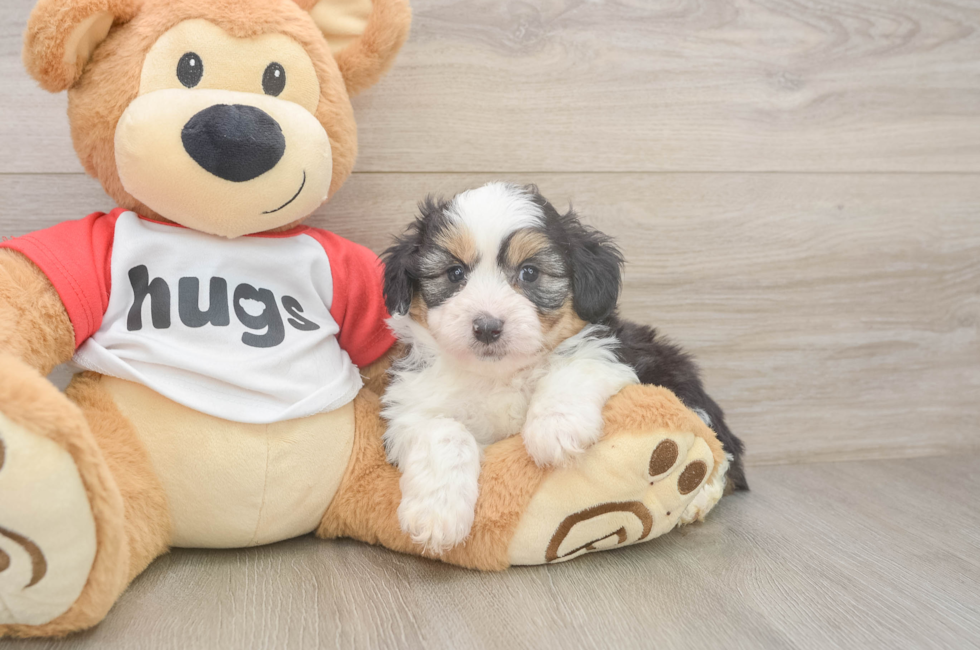 6 week old Mini Aussiedoodle Puppy For Sale - Simply Southern Pups