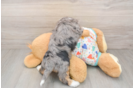 Smart Mini Aussiedoodle Poodle Mix Pup