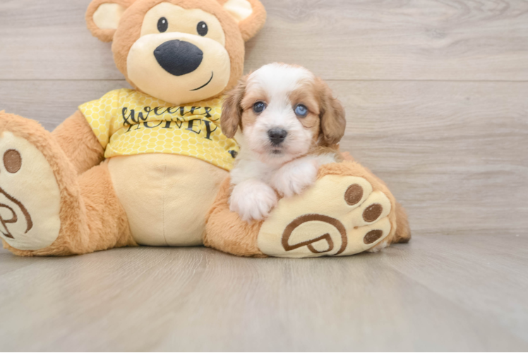 Mini Aussiedoodle Pup Being Cute