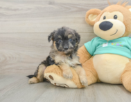7 week old Mini Aussiedoodle Puppy For Sale - Simply Southern Pups
