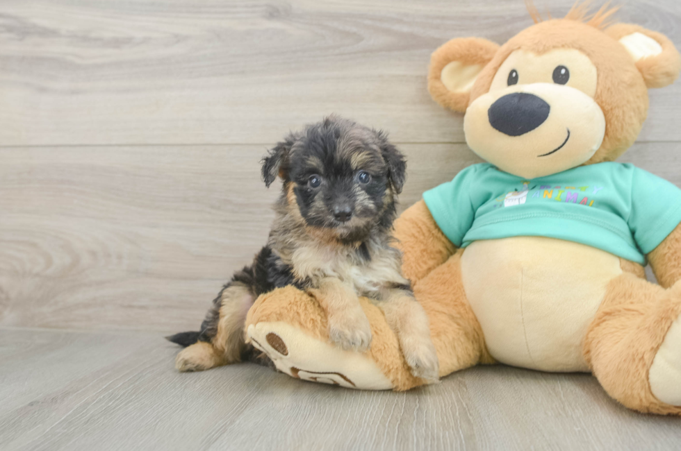 5 week old Mini Aussiedoodle Puppy For Sale - Simply Southern Pups