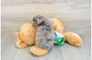 Popular Mini Aussiedoodle Poodle Mix Pup