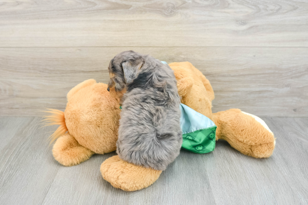 Popular Mini Aussiedoodle Poodle Mix Pup