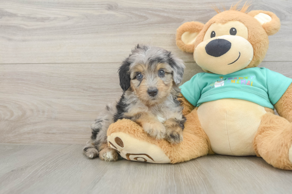 5 week old Mini Aussiedoodle Puppy For Sale - Simply Southern Pups