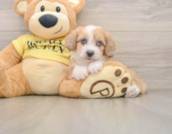 8 week old Mini Aussiedoodle Puppy For Sale - Simply Southern Pups