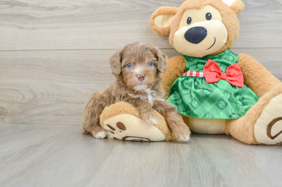 6 week old Mini Aussiedoodle Puppy For Sale - Simply Southern Pups