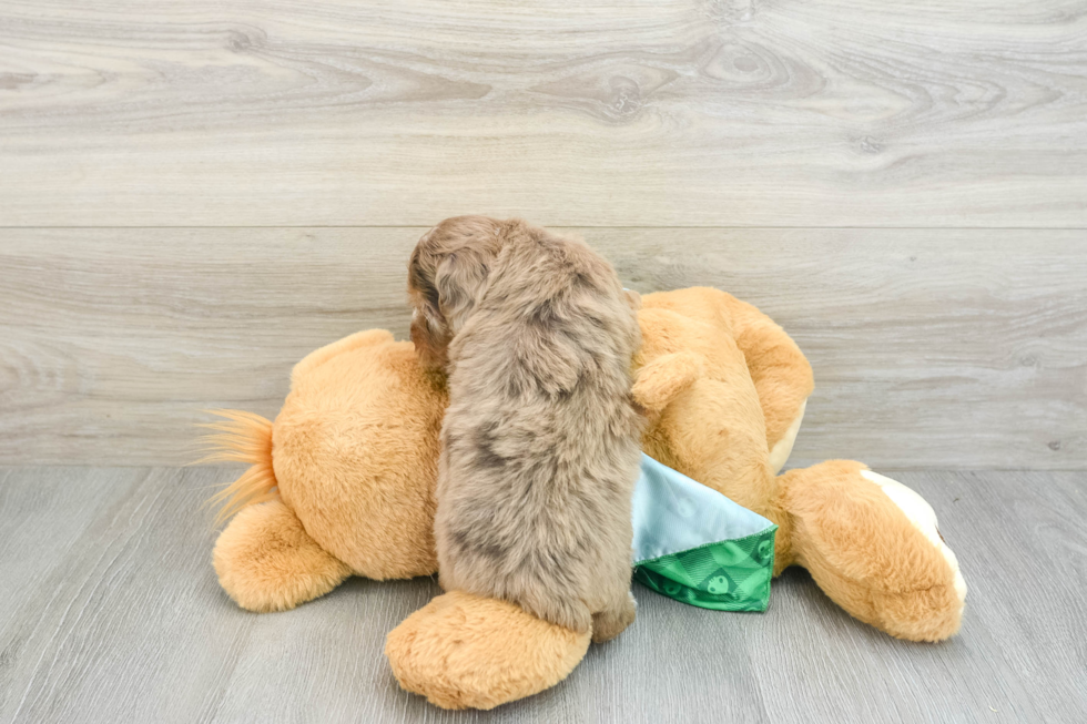 Mini Aussiedoodle Puppy for Adoption