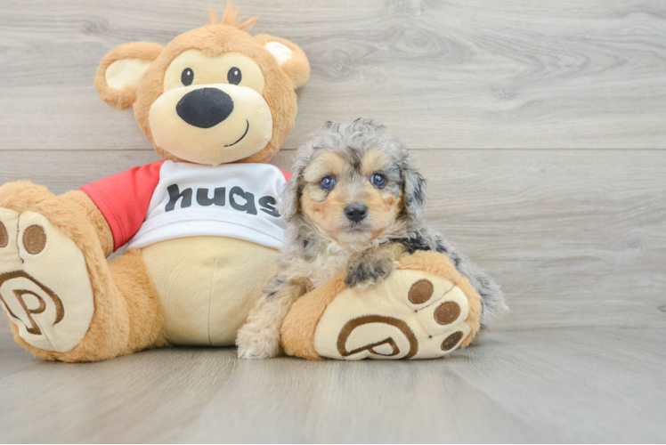 Best Mini Aussiedoodle Baby