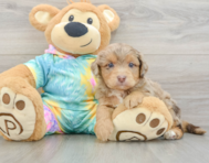 7 week old Mini Aussiedoodle Puppy For Sale - Simply Southern Pups