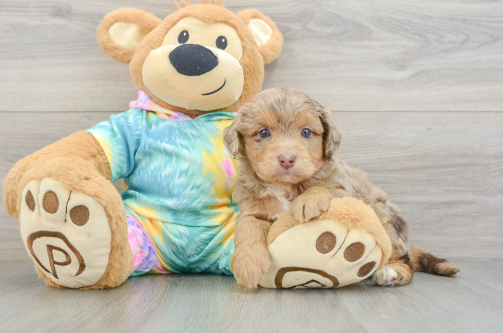 5 week old Mini Aussiedoodle Puppy For Sale - Simply Southern Pups