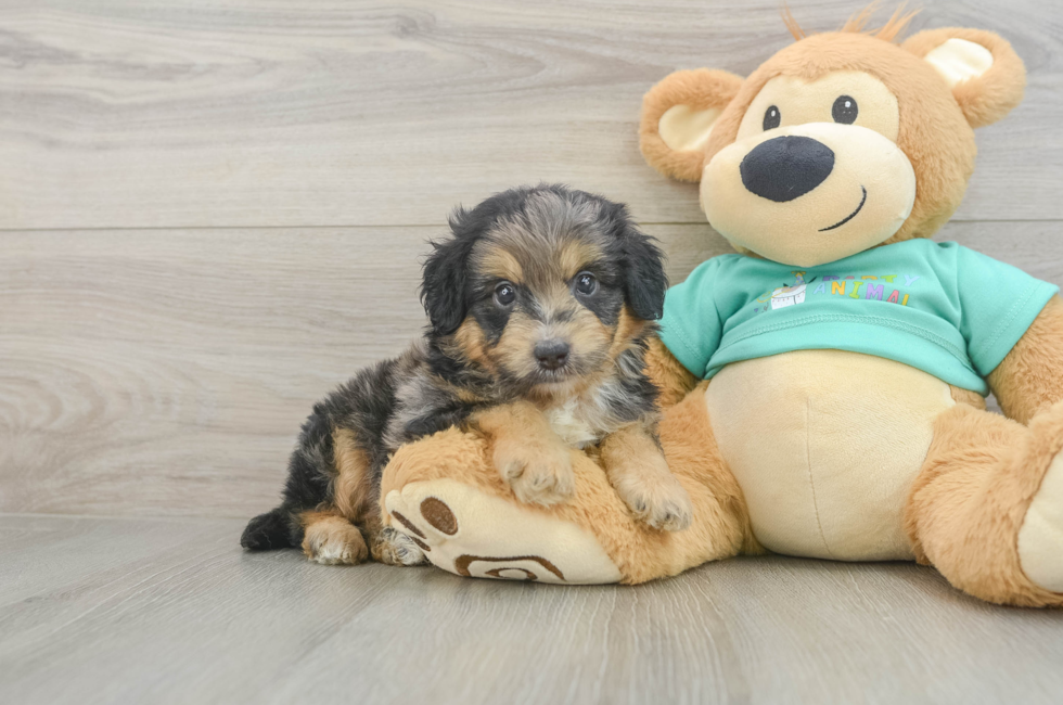 5 week old Mini Aussiedoodle Puppy For Sale - Simply Southern Pups