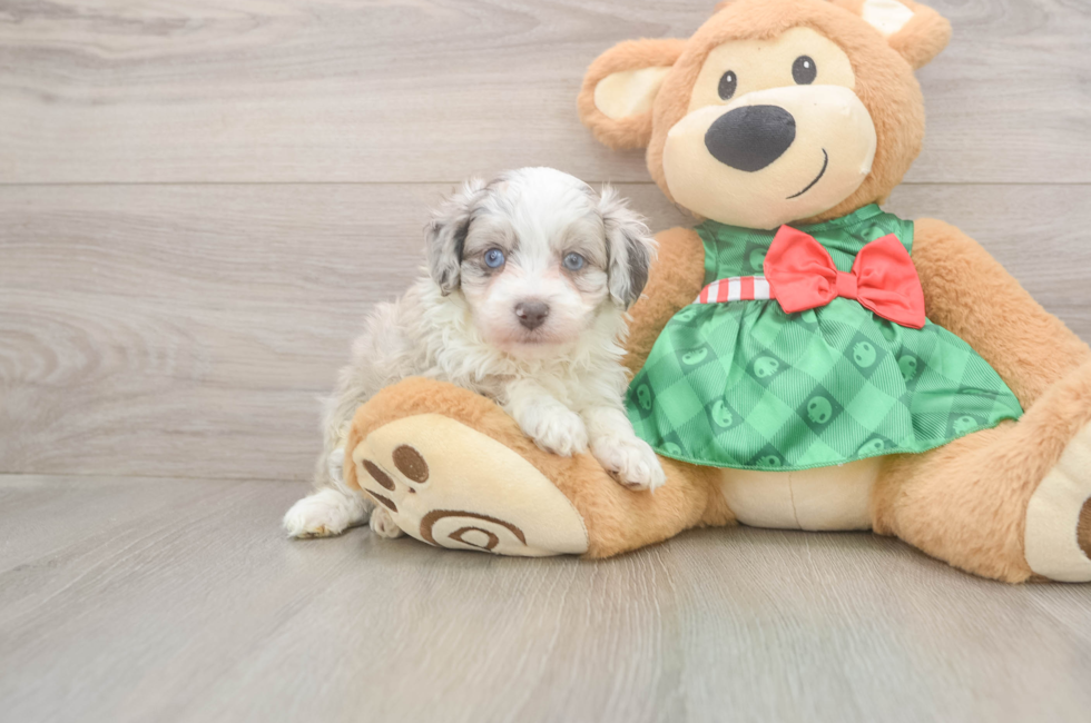 5 week old Mini Aussiedoodle Puppy For Sale - Simply Southern Pups