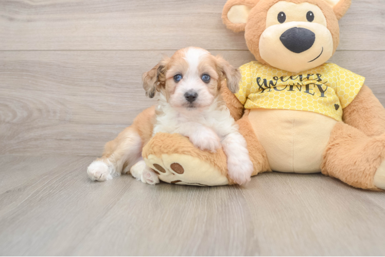 Energetic Aussiepoo Poodle Mix Puppy