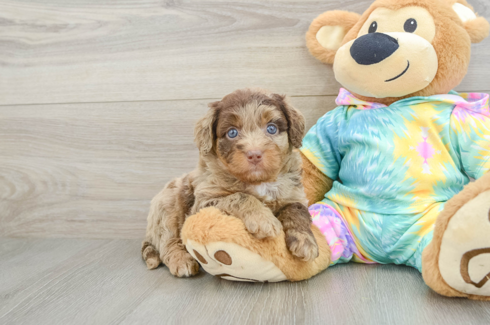 5 week old Mini Aussiedoodle Puppy For Sale - Simply Southern Pups