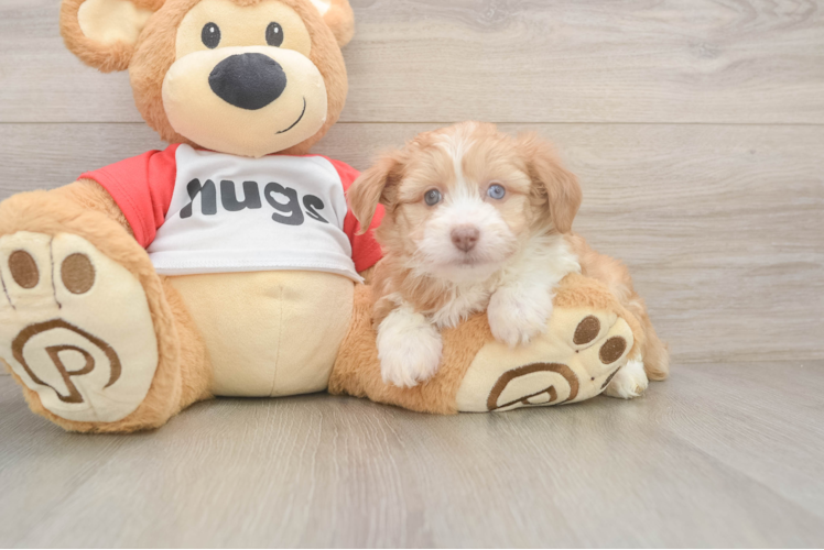 Best Mini Aussiedoodle Baby