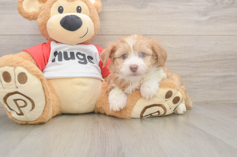 6 week old Mini Aussiedoodle Puppy For Sale - Simply Southern Pups