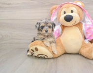 7 week old Mini Aussiedoodle Puppy For Sale - Simply Southern Pups