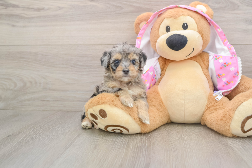 Popular Mini Aussiedoodle Poodle Mix Pup