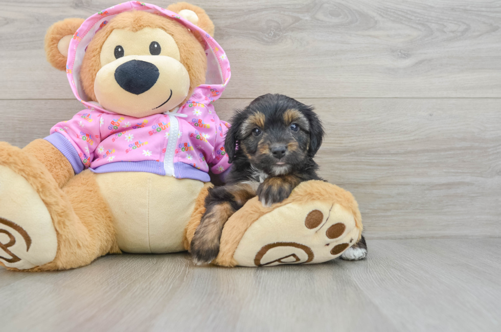 7 week old Mini Aussiedoodle Puppy For Sale - Simply Southern Pups