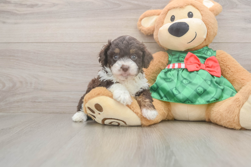 Mini Aussiedoodle Puppy for Adoption