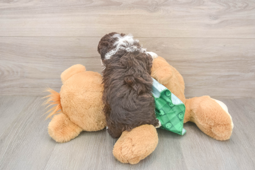Hypoallergenic Aussiepoo Poodle Mix Puppy