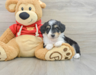 7 week old Mini Aussiedoodle Puppy For Sale - Simply Southern Pups