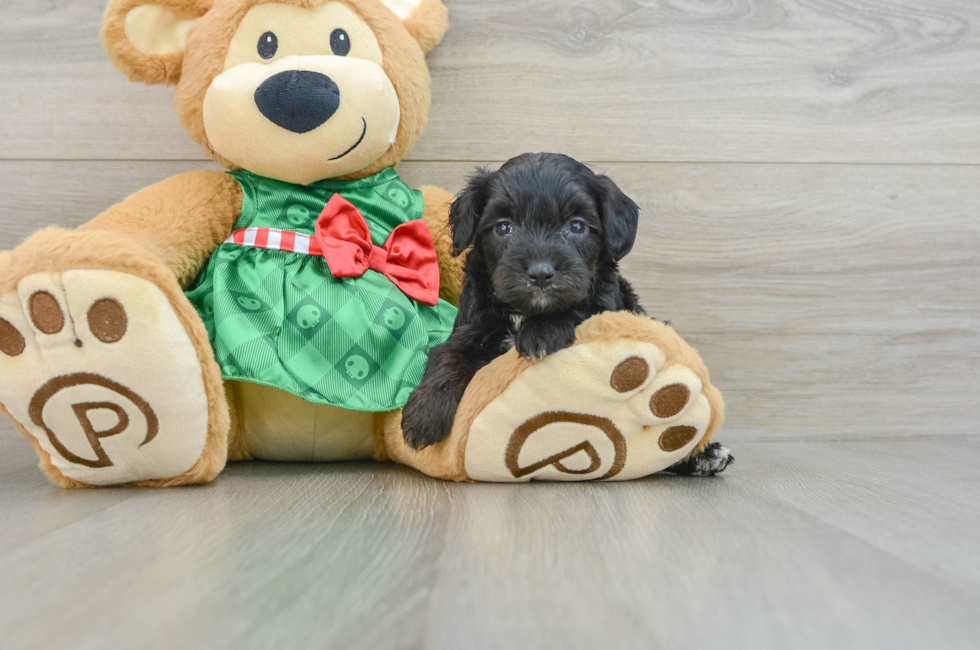 6 week old Mini Aussiedoodle Puppy For Sale - Simply Southern Pups