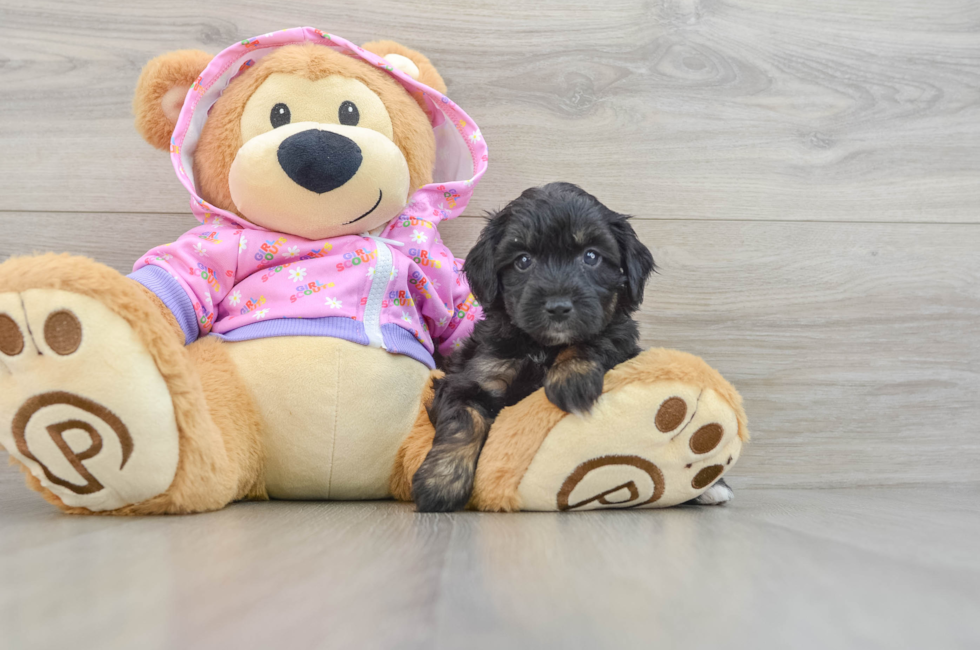 7 week old Mini Aussiedoodle Puppy For Sale - Simply Southern Pups