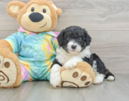 7 week old Mini Aussiedoodle Puppy For Sale - Simply Southern Pups