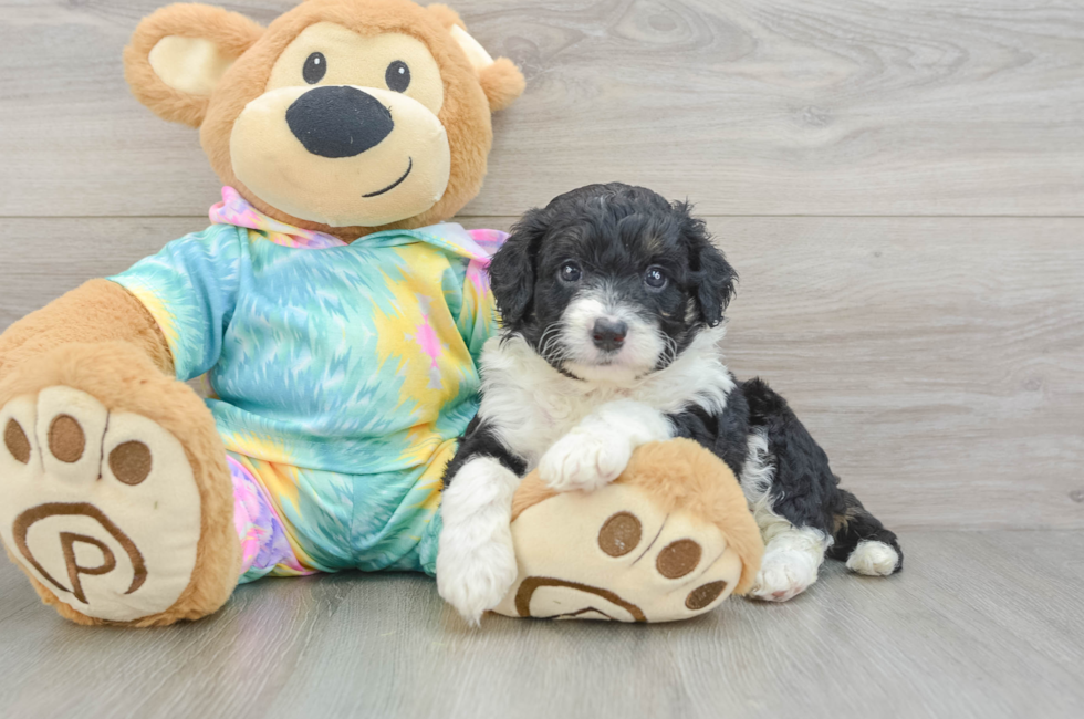 5 week old Mini Aussiedoodle Puppy For Sale - Simply Southern Pups