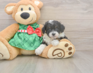 8 week old Mini Aussiedoodle Puppy For Sale - Simply Southern Pups