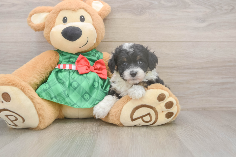 5 week old Mini Aussiedoodle Puppy For Sale - Simply Southern Pups