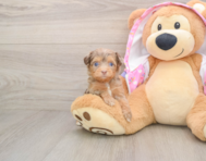 8 week old Mini Aussiedoodle Puppy For Sale - Simply Southern Pups