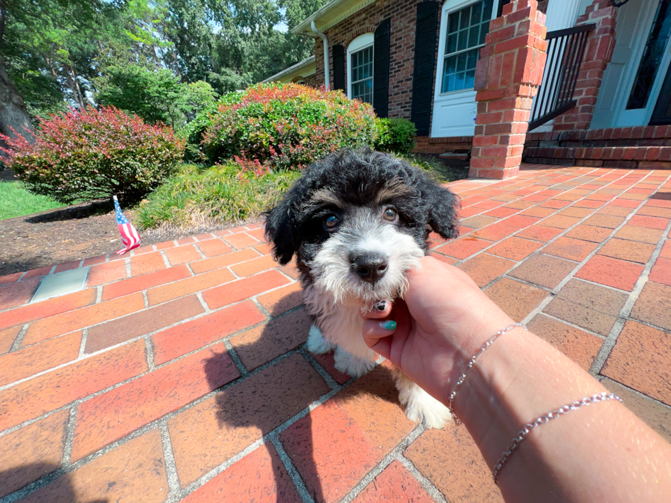 Mini Aussiedoodle Pup Being Cute