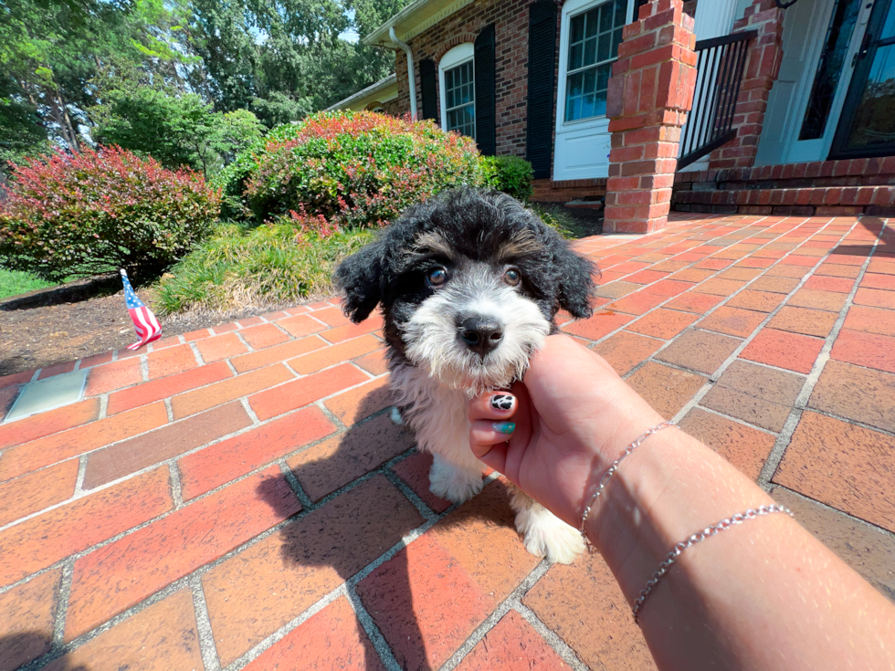 Cute Aussie Poo Poodle Mix Puppy