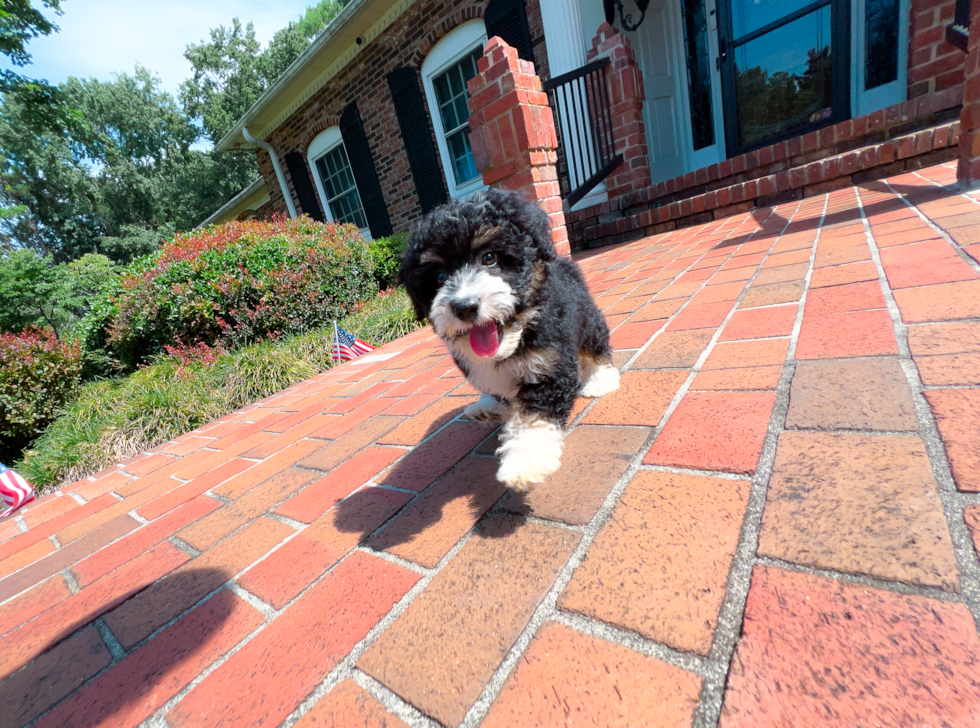 Mini Aussiedoodle Pup Being Cute